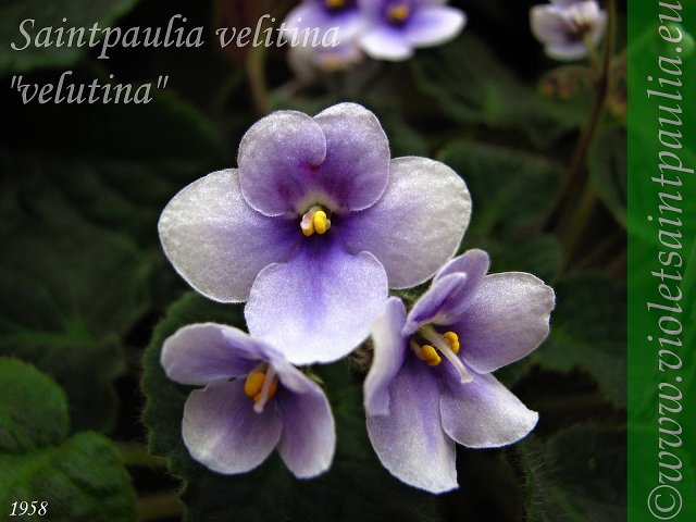 Saintpaulia velutina .jpg